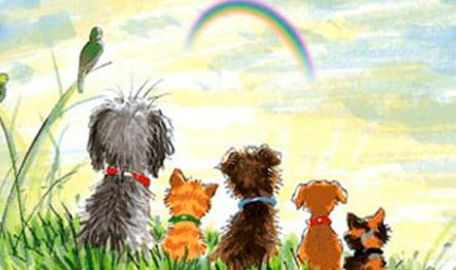 Hunde schauen einen Regenbogen an