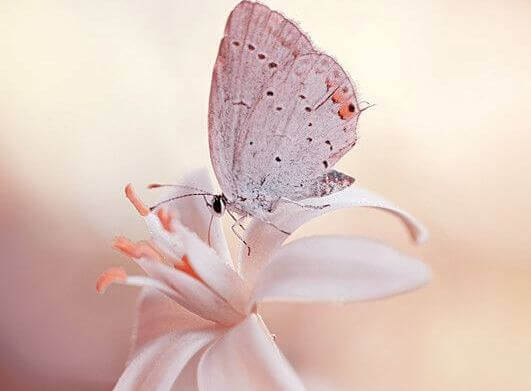 Schmetterling sitzt auf weißer Blume
