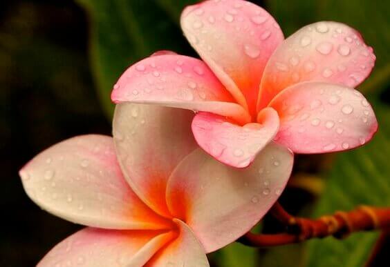 Exotische Blumen
