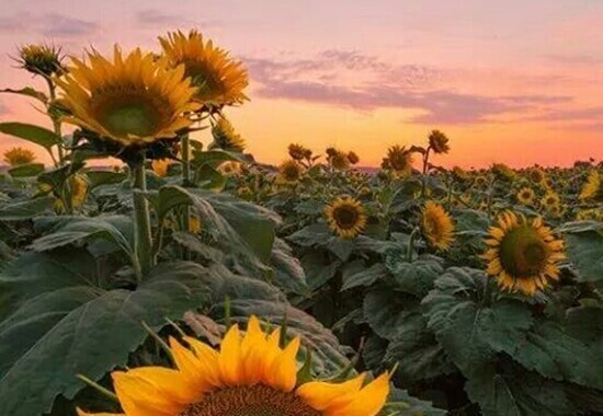 Feld mit Sonnenblumen