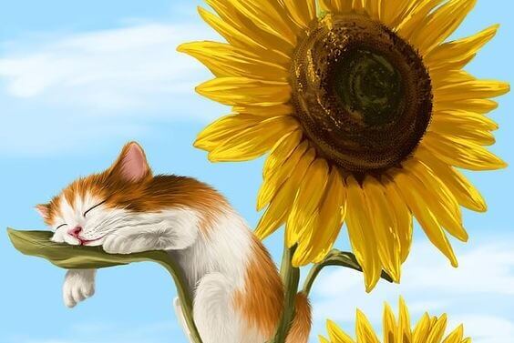Katze schläft auf Sonnenblume