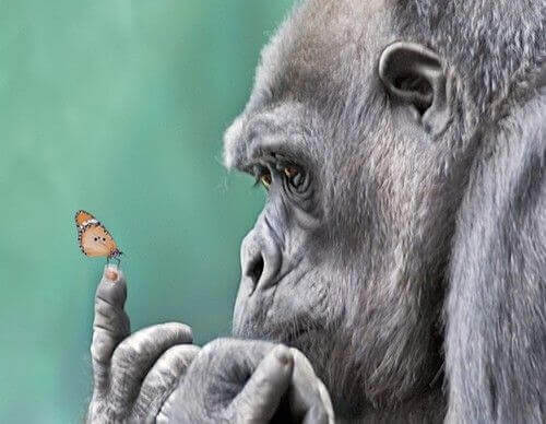 Gorilla hält Schmetterling auf dem Finger
