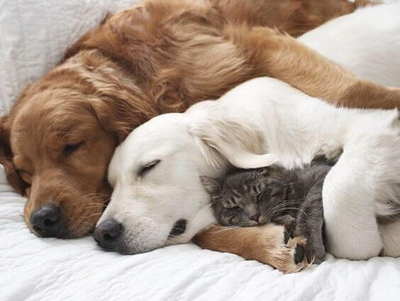 Hunde kuscheln mit Katze