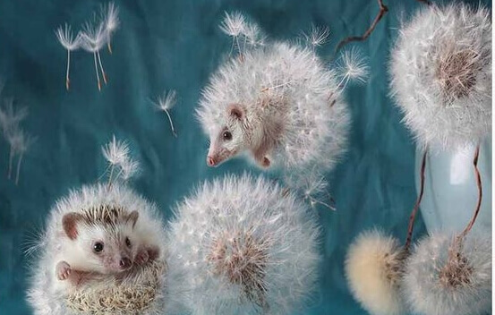 Igel als Pusteblumen