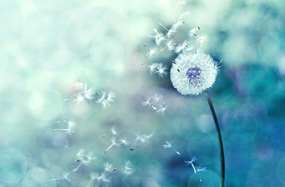 Samen einer Pusteblume im Wind