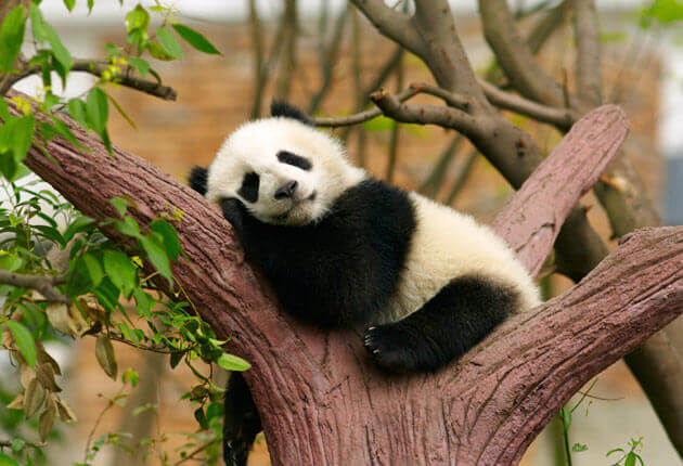 Panda auf einem Baum