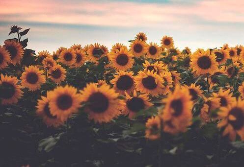 Sonnenblumenfeld