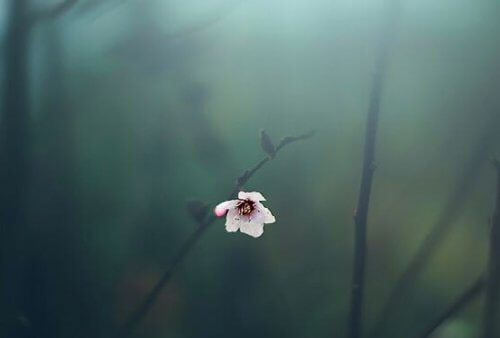 Eine weisse Blume vor einem grauen Hintergrund