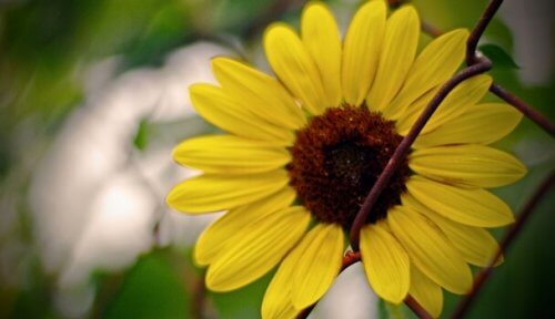 Eine Sonnenblume