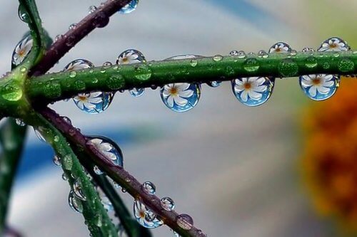 Tautropfen, die Blumen reflektieren