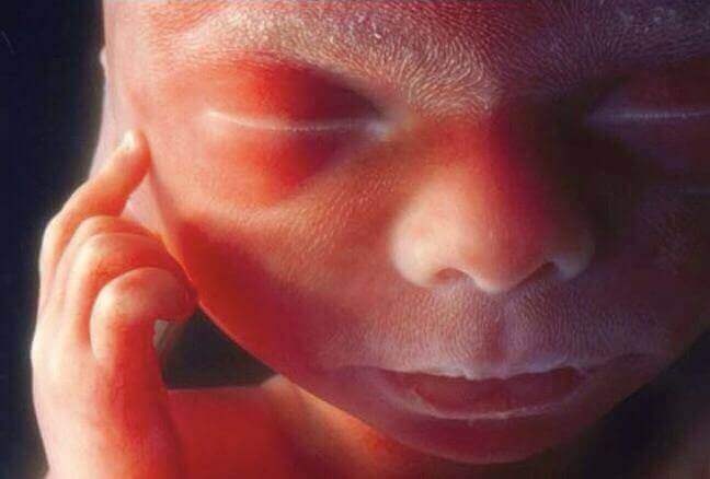 Noch nie zuvor gesehene Bilder über die Gehirnaktivität von Föten