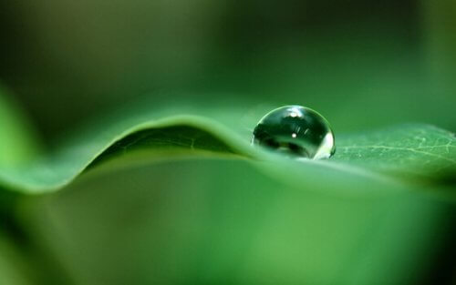 Blatt mit Wassertropfen