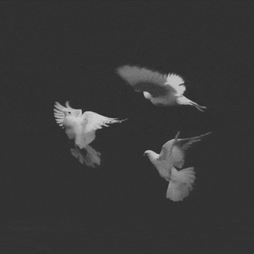 Weiße Tauben fliegen durch die Luft