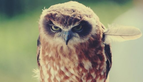 Ausdruck negativer Emotionen - Auch eine Eule kann böse schauen.