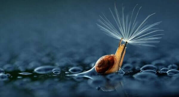 Schnecke mit Löwenzahn