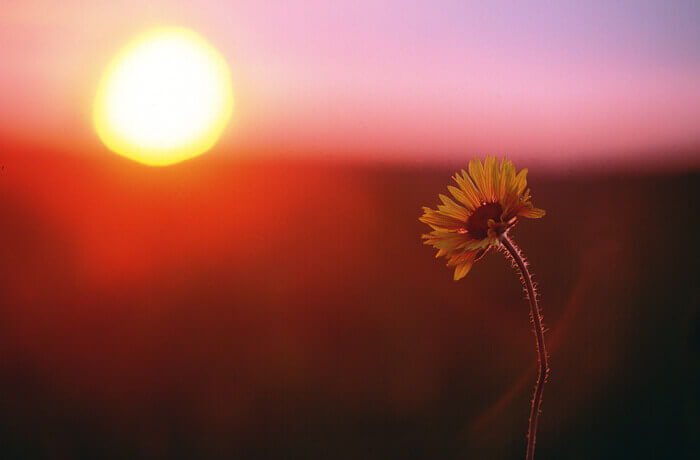 Blume bei Sonnenuntergang