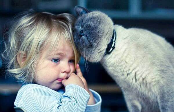 Die Katzentherapie: Welche 5 Vorteile es hat, mit einer Katze zusammenzuleben