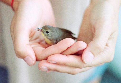 Ein winziger Vogel wird in einem Paar Hände gehalten.