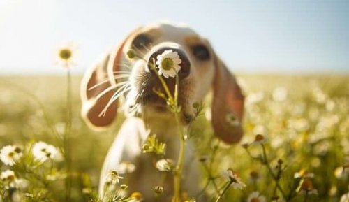 Welpe riecht an Blume