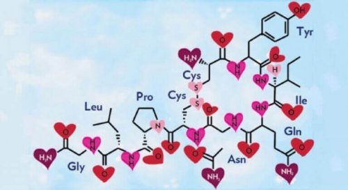 Liebesmolekül Oxytocin