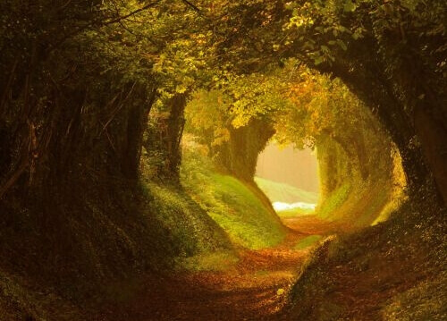 Tunnel aus Bäumen
