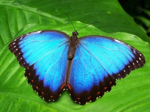 Blauer Schmetterling