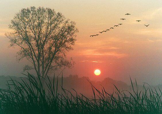 Vogelflug über Baum im Morgengrauen
