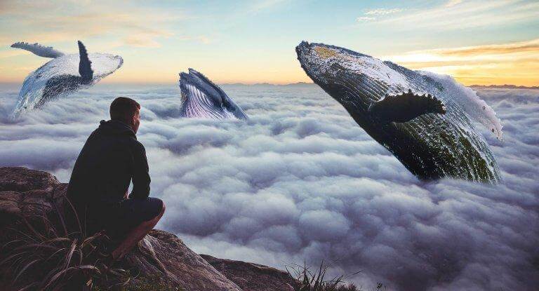 Buckelwale durchbrechen die Wolkendecke