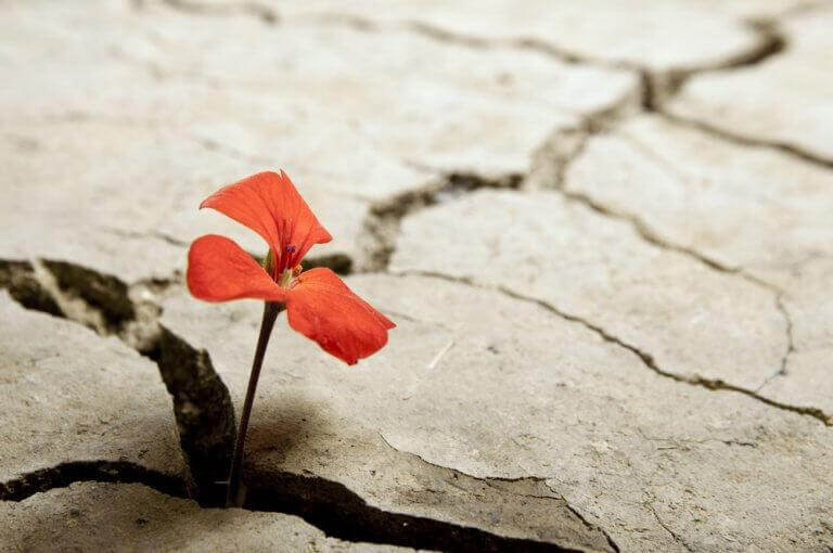 Kleine rote Blume bahnt sich ihren Weg