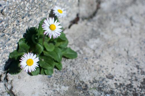 Gänseblümchen am Straßenrand