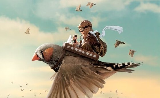 Junge fliegt auf einem Zebrafink.