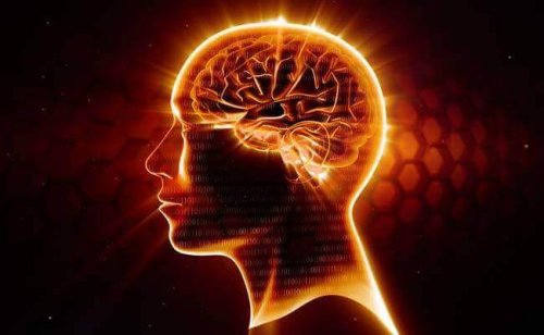 Mit Omega-3-Fettsäuren die grauen Zellen schützen