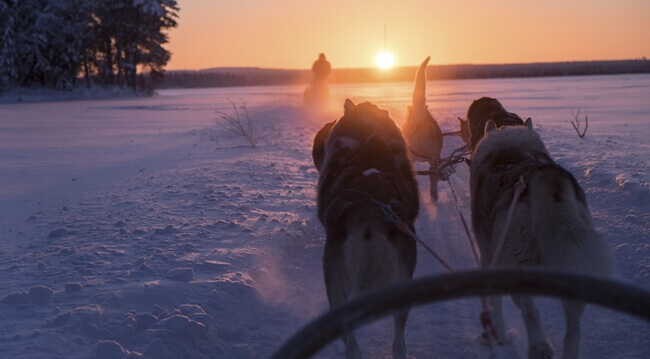 Schlittenhunde in Finnland