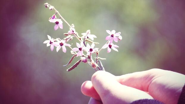 Kleine rosa Blümchen