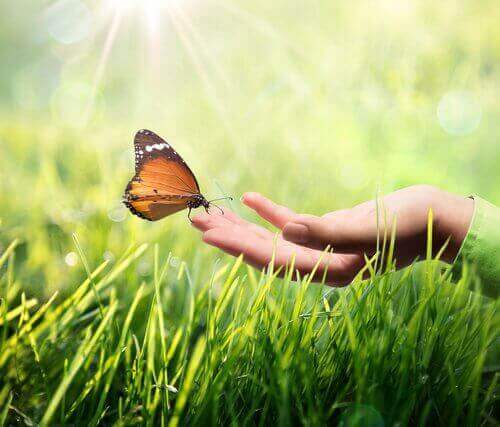 Schmetterling, der auf einer Hand sitzt