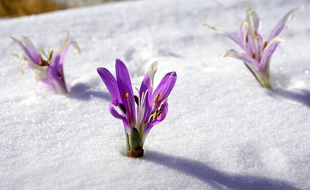 Sisu: das finnische Geheimrezept für schwierige Zeiten