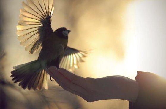 Kleiner Vogel sitzt auf einer Hand und startet nach oben