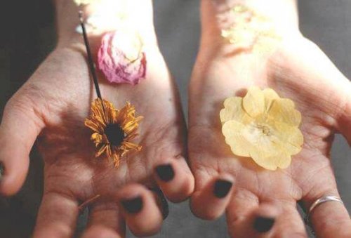 Getrocknete Blumen, die auf Händen liegen