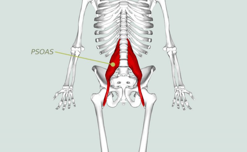 Musculus psoas