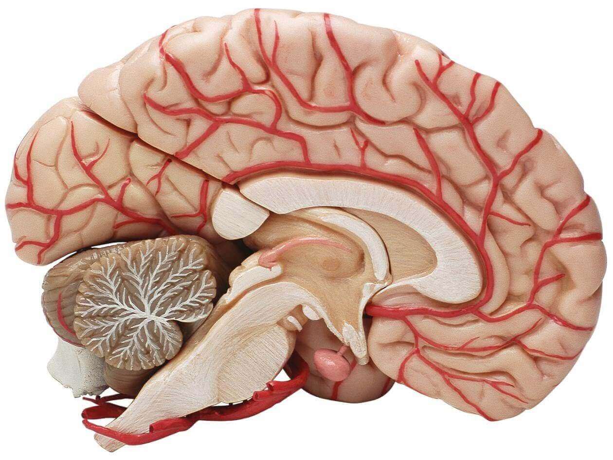 Das menschliche Gehirn im Querschnitt.