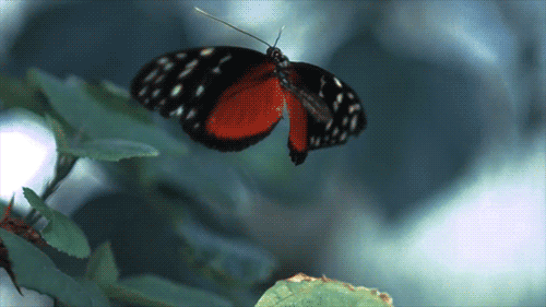 Rot-schwarzer Schmetterling