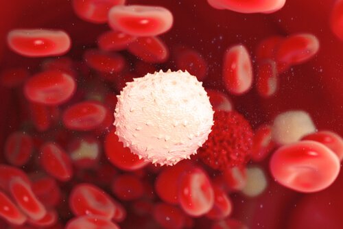 Ein weißes Blutkörperchen schwebt vor vielen roten Blutkörperchen.
