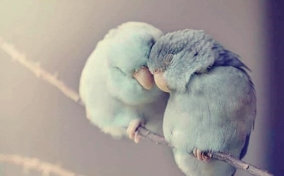 Zwei hellblaue Vögel sitzen auf einer Stange und kuscheln.