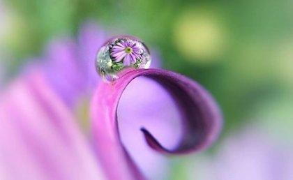 Wassertropfen auf einer Blüte