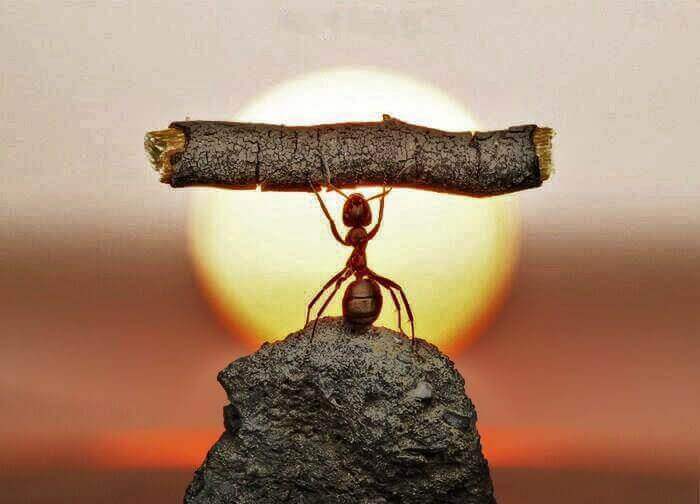 Eine kleine Ameise kann dank ihrer Ausdauer sogar einen Zweig hochheben, der größer als sie selbst ist.