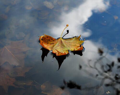 Herbstblatt, das in einer Pfütze liegt