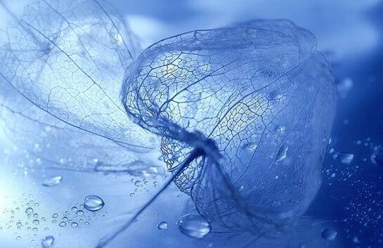 Blau - Knospe mit Wassertropfen