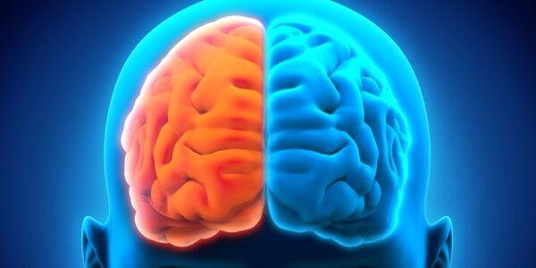 Die beiden Gehirnhälften farblich untermalt. Die linke Hälfte wird orange und die rechte Hälfte blau dargestellt.