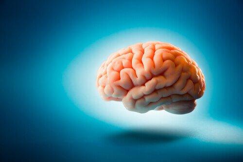 Ein Gehirn schwebt vor einem blauen Hintergrund.