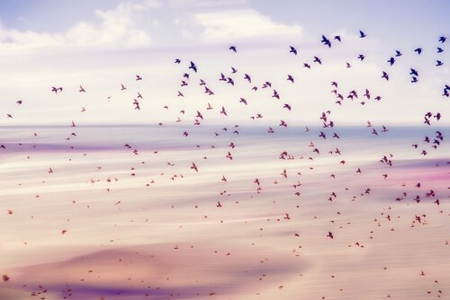 Vogelschwarm in Freiheit